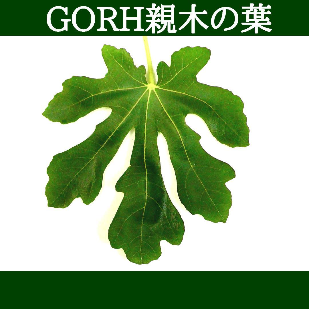 イチジク苗まとめ,（ BMA・JFE + GORH ）,いちじく