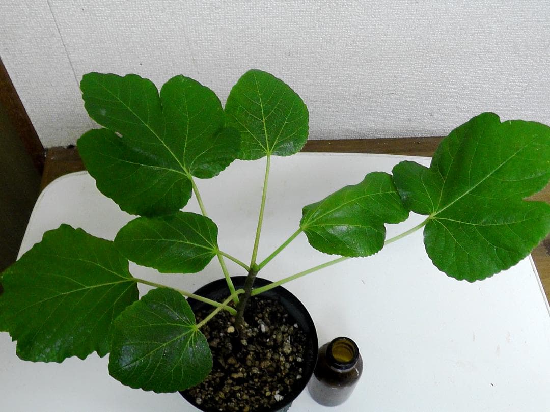 イチジク苗まとめ,（ BMA・JFE + GORH ）,いちじく