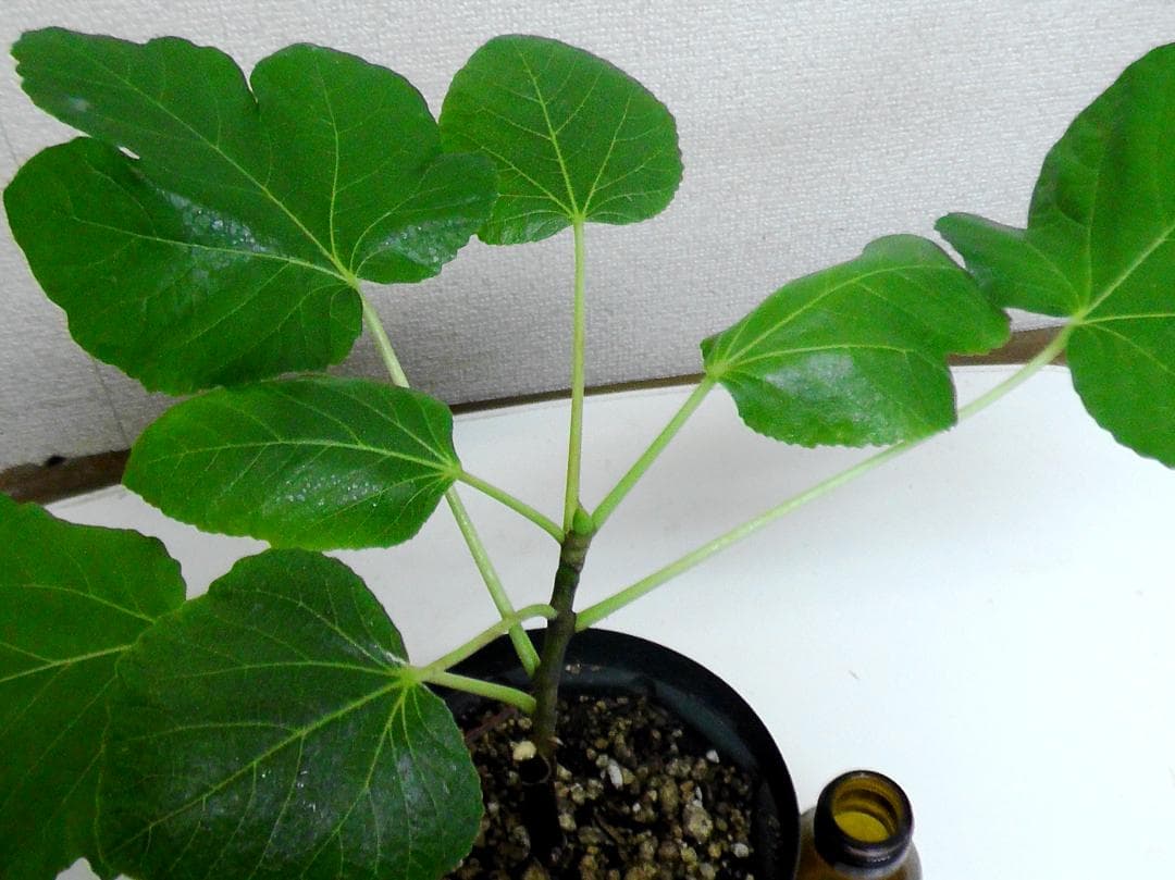 イチジク苗まとめ,（ BMA・JFE + GORH ）,いちじく