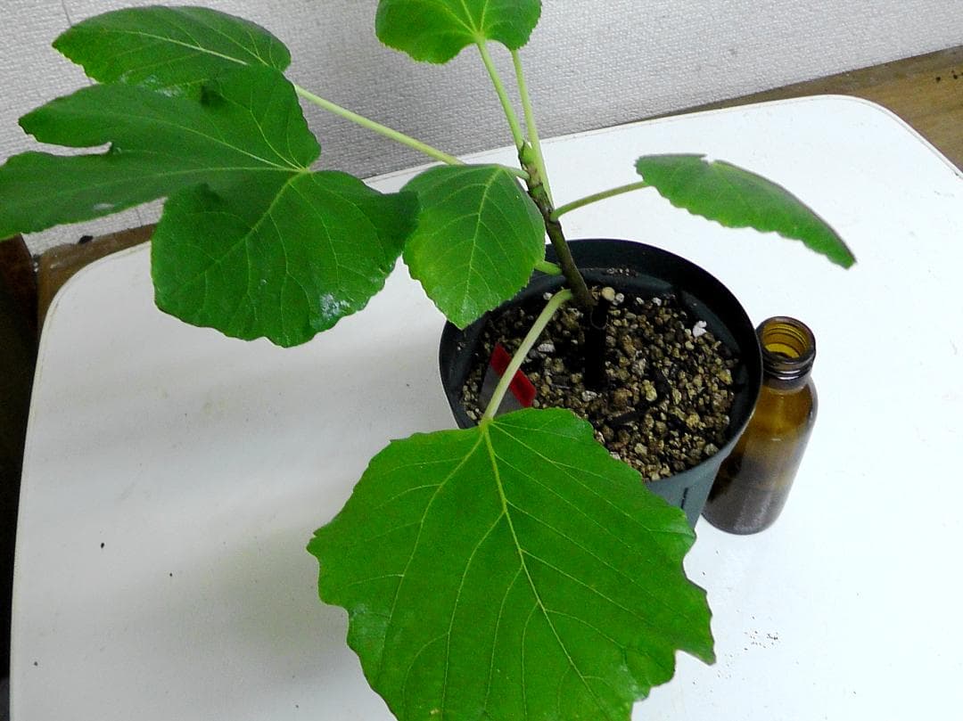 イチジク苗まとめ,（ BMA・JFE + GORH ）,いちじく