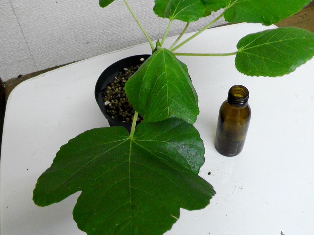 イチジク苗まとめ,（ BMA・JFE + GORH ）,いちじく