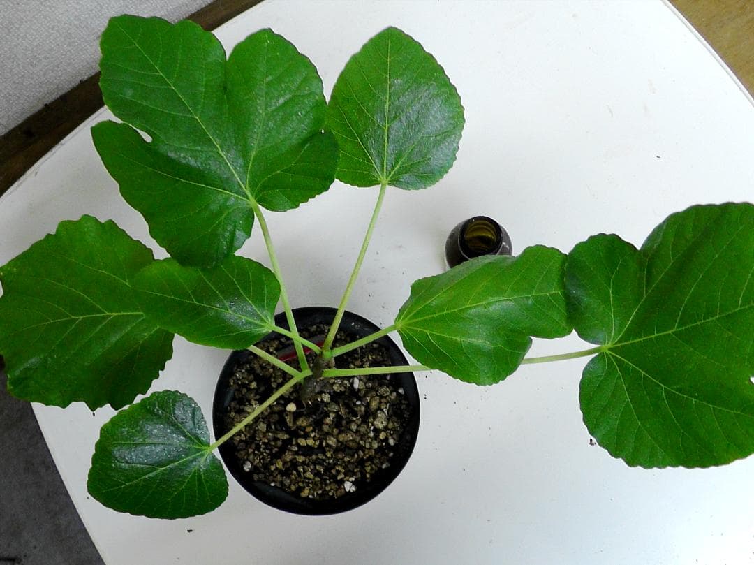 イチジク苗まとめ,（ BMA・JFE + GORH ）,いちじく