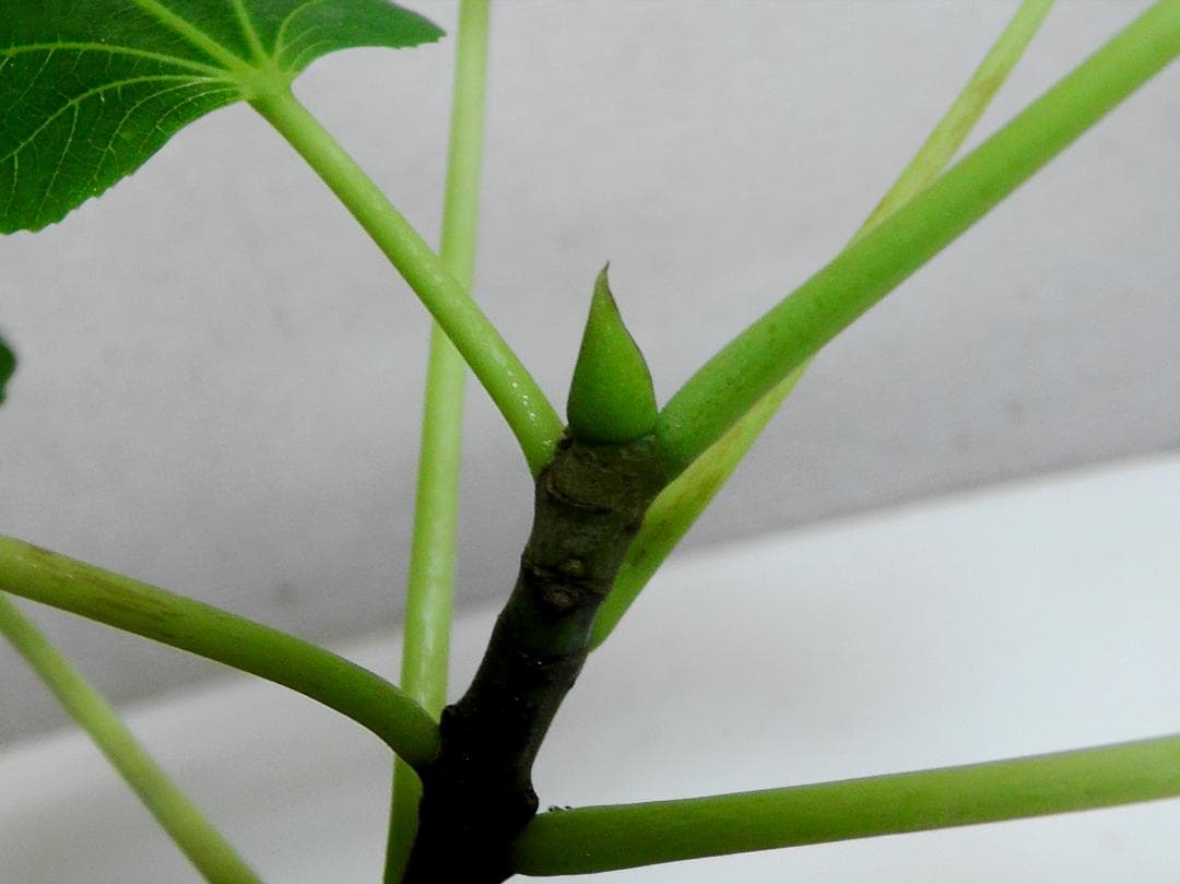 イチジク苗まとめ,（ BMA・JFE + GORH ）,いちじく