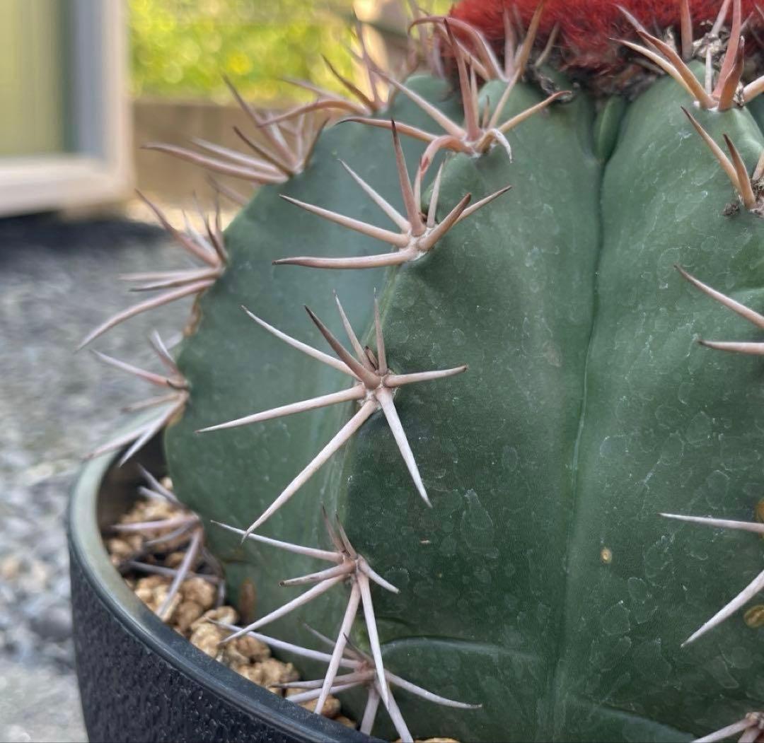 ［特大］メロカクタス クルビスピナス ドライガーデン 美株