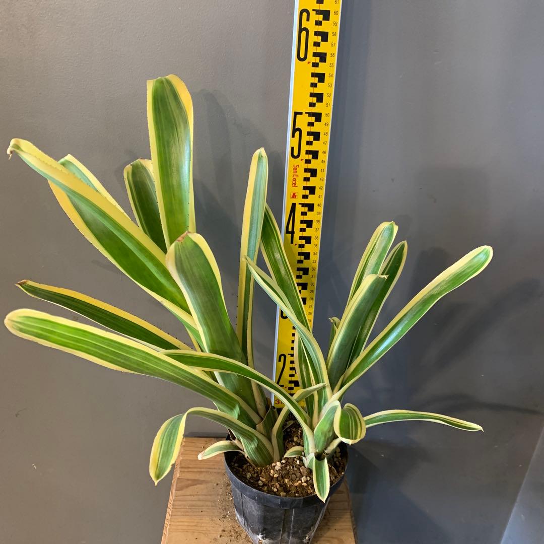 エクメア ヌディカウリス FLANEA ROSEA 子株付き 3