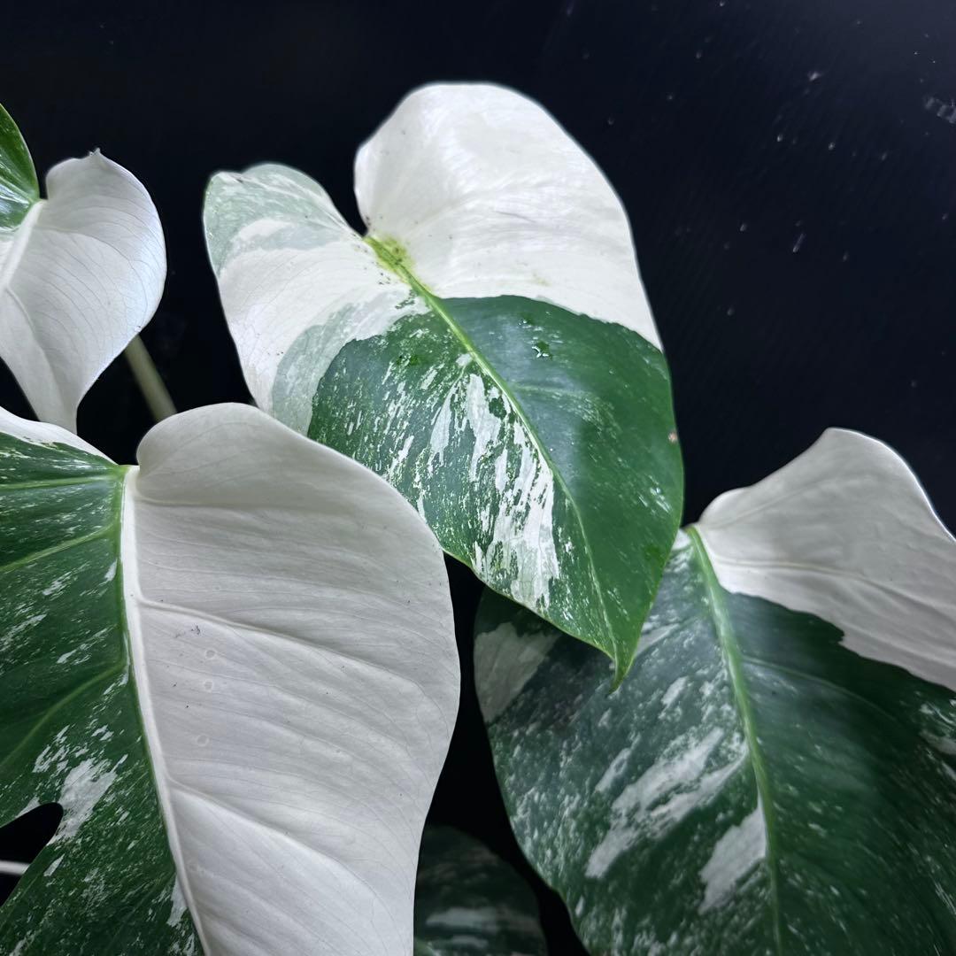 R*a様 斑入りモンステラ ホワイトタイガー極美大株52cm白斑多