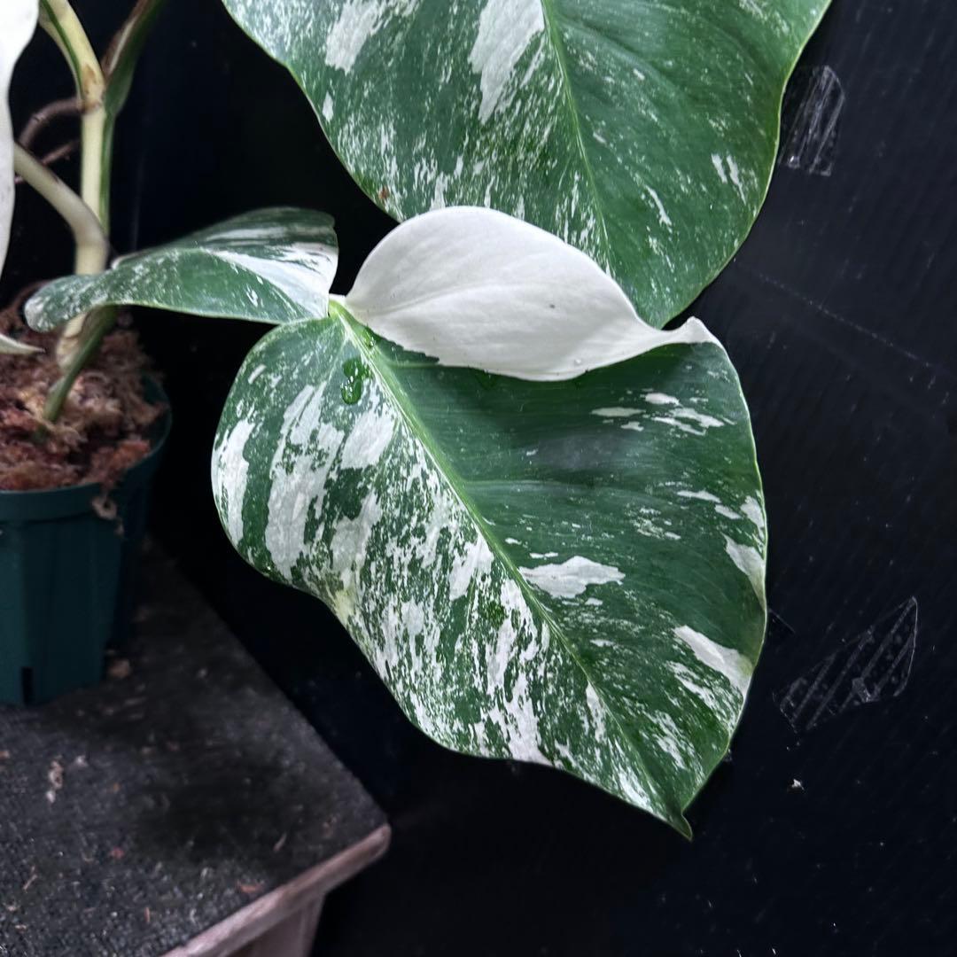 R*a様 斑入りモンステラ ホワイトタイガー極美大株52cm白斑多