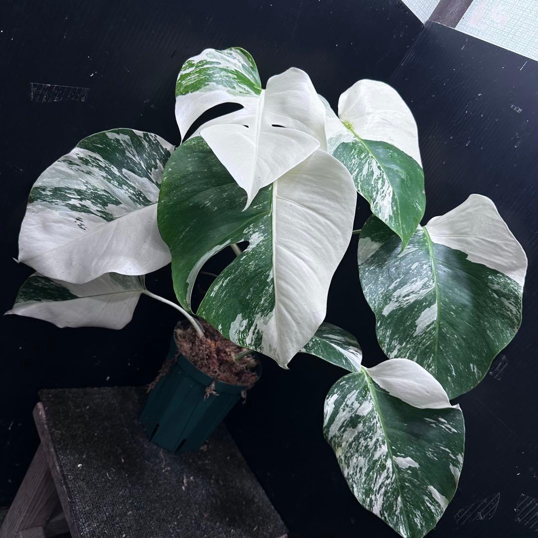 R*a様 斑入りモンステラ ホワイトタイガー極美大株52cm白斑多