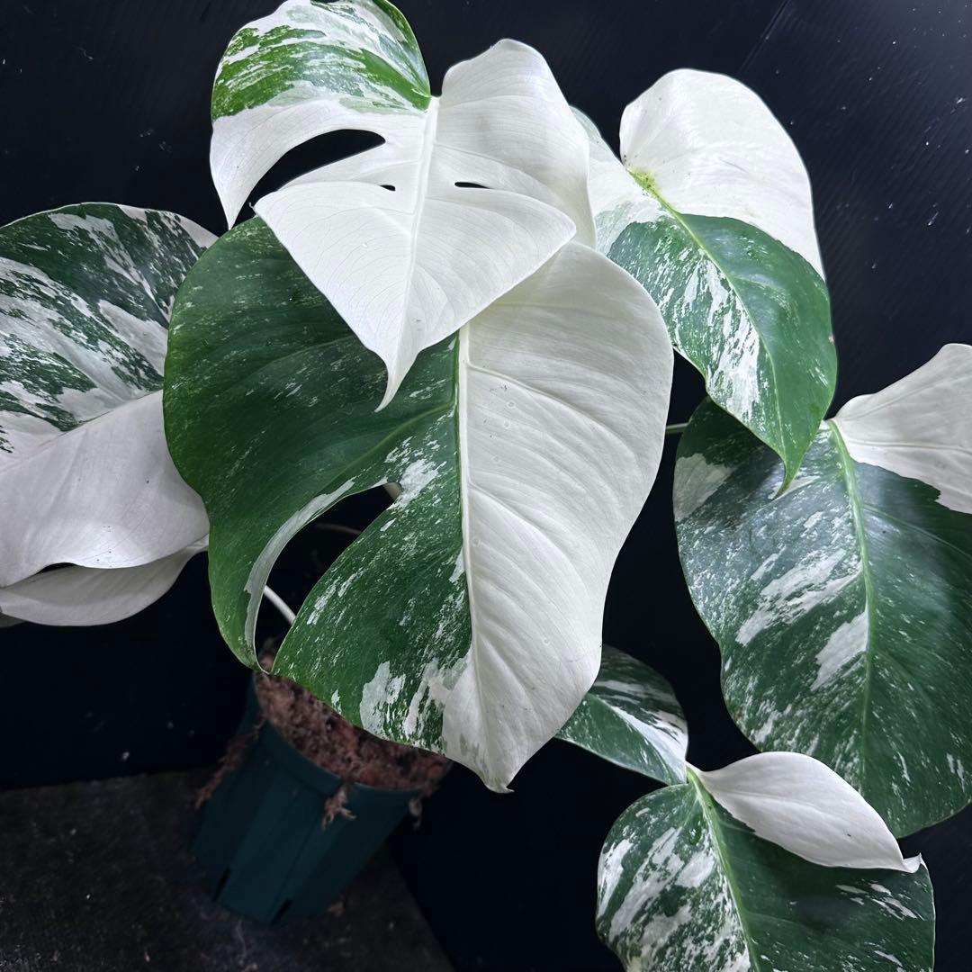 R*a様 斑入りモンステラ ホワイトタイガー極美大株52cm白斑多