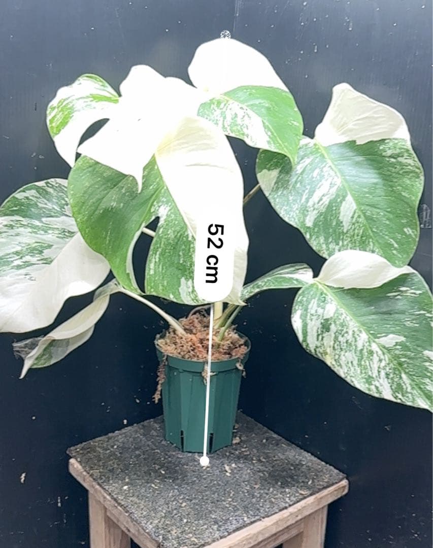 R*a様 斑入りモンステラ ホワイトタイガー極美大株52cm白斑多