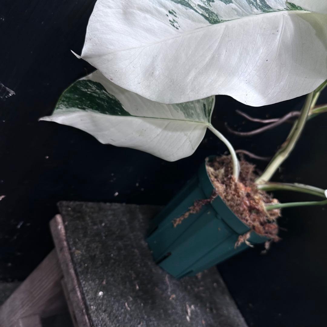 R*a様 斑入りモンステラ ホワイトタイガー極美大株52cm白斑多