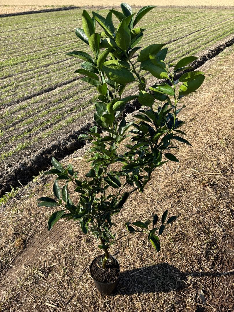 せとか （PVP:登録品種のため証紙が付きます）３年生 接木苗 特選苗木