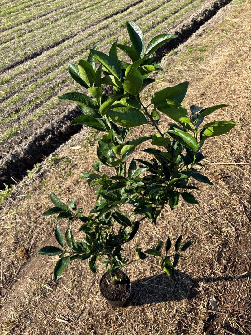 せとか （PVP:登録品種のため証紙が付きます）３年生 接木苗 特選苗木