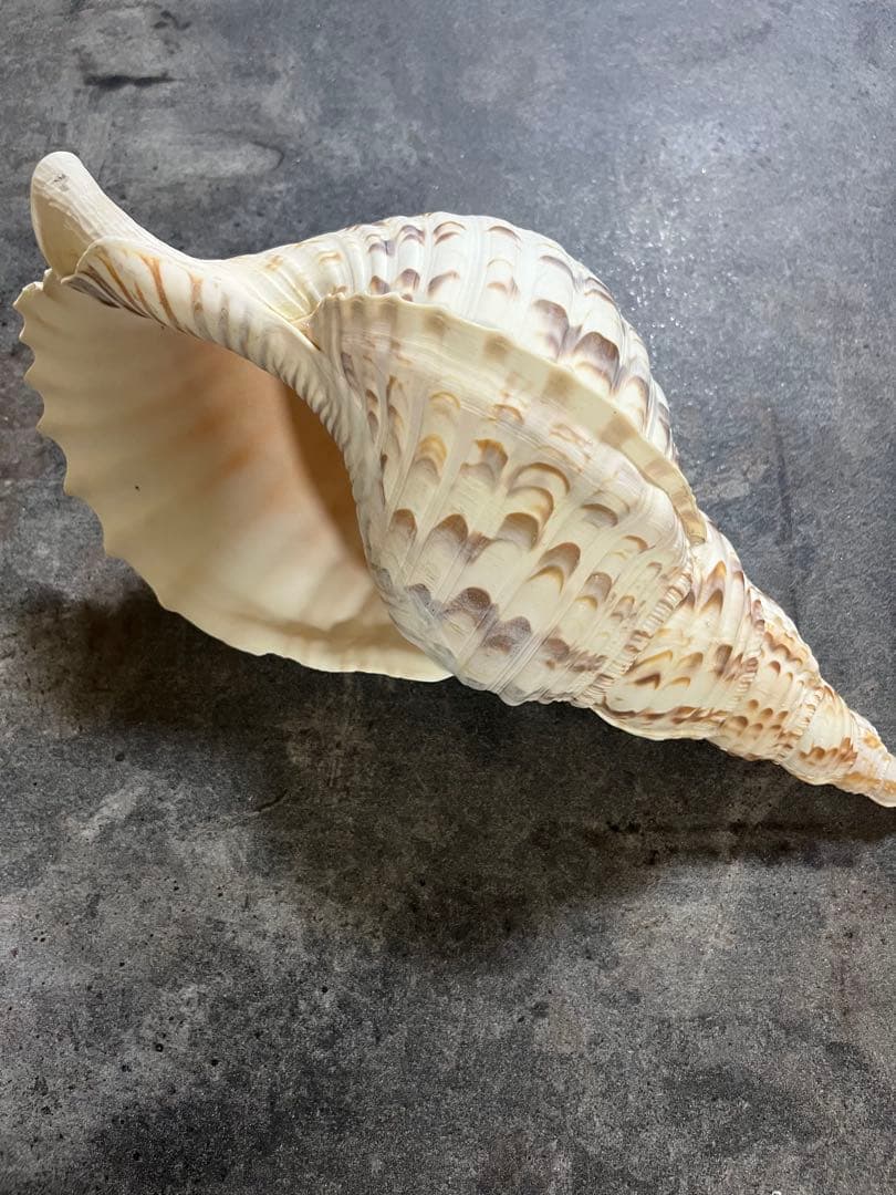 法螺貝＊ほら貝＊ホラ貝　30cm本日限定値下げ！