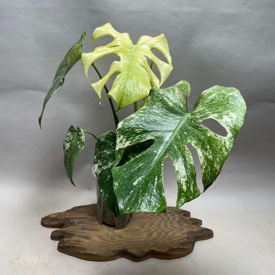 2*4様 Q520 ホワイトモンスター 天津蘭 モンステラ斑入り