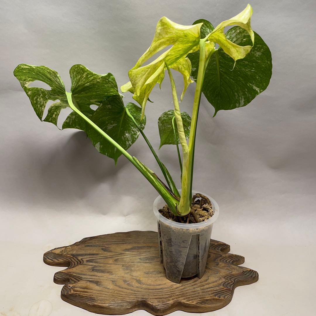 2*4様 Q520 ホワイトモンスター 天津蘭 モンステラ斑入り