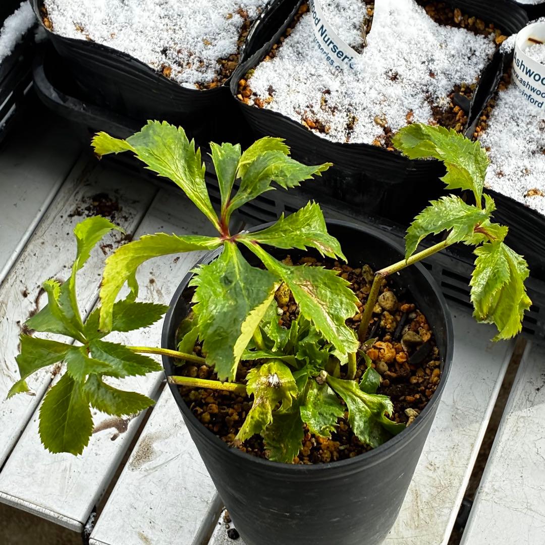 の*ん様 3575☘️超レア☘️⭐️Shall We Dance⭐️若泉ファーム