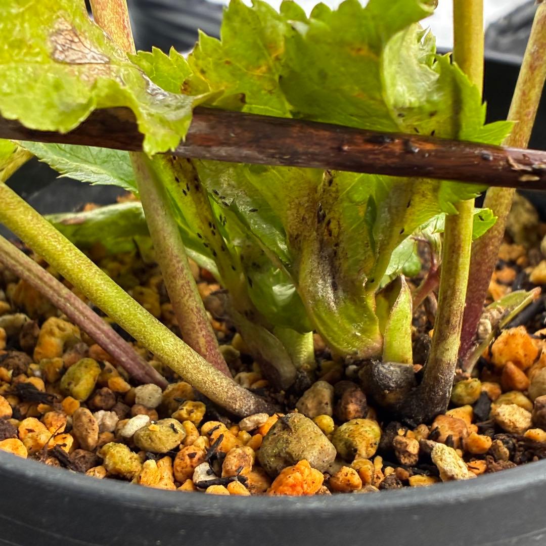 の*ん様 3575☘️超レア☘️⭐️Shall We Dance⭐️若泉ファーム