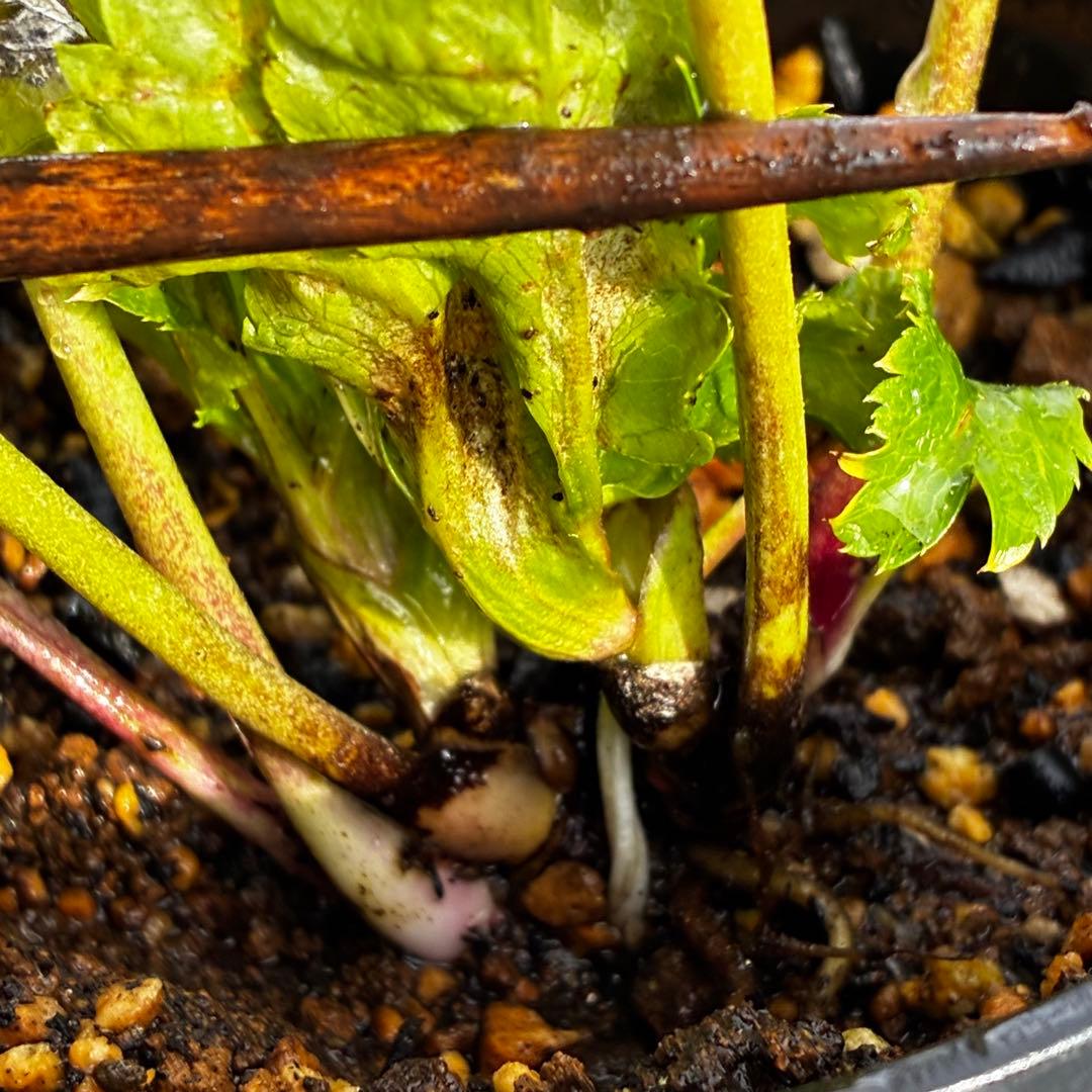 の*ん様 3575☘️超レア☘️⭐️Shall We Dance⭐️若泉ファーム