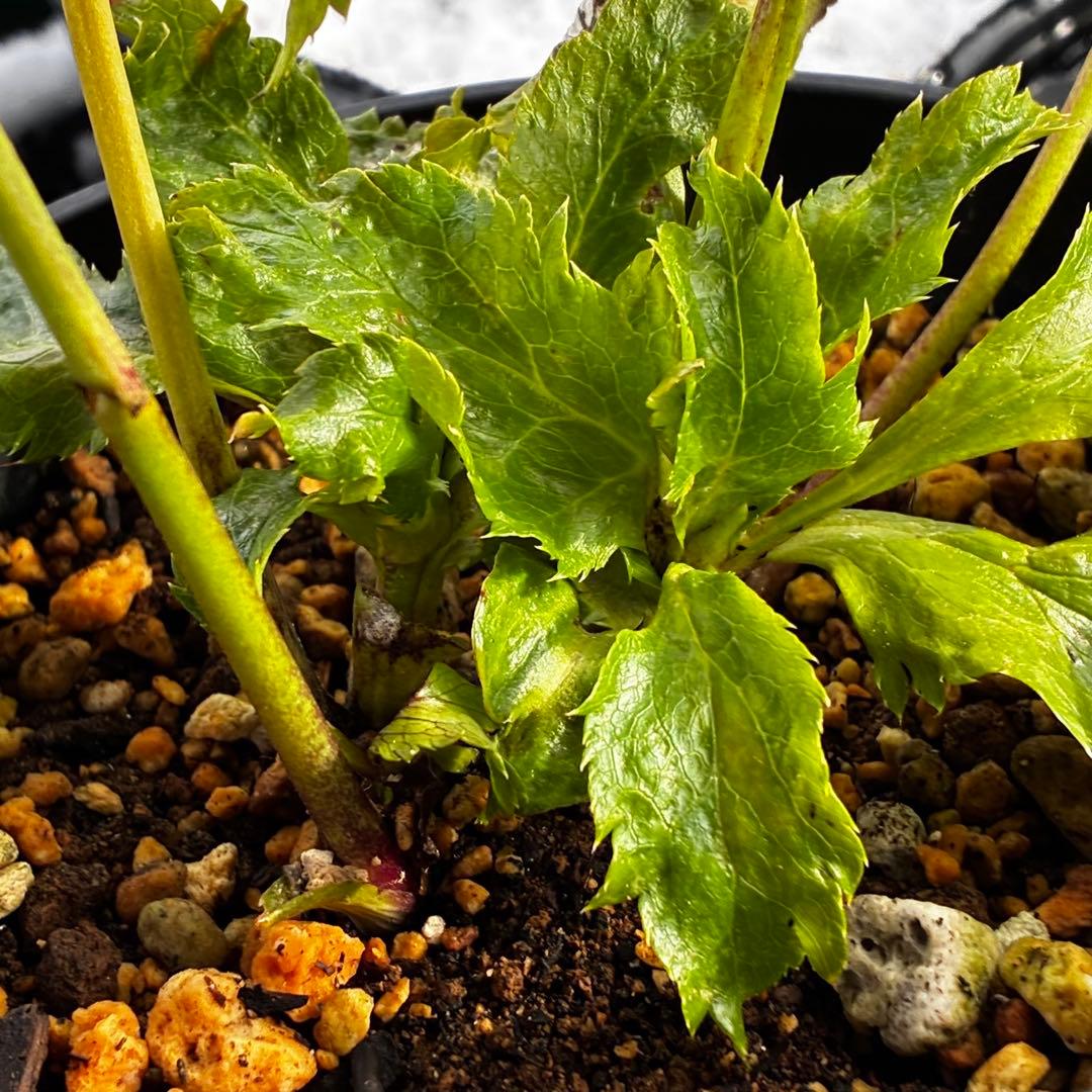 の*ん様 3575☘️超レア☘️⭐️Shall We Dance⭐️若泉ファーム