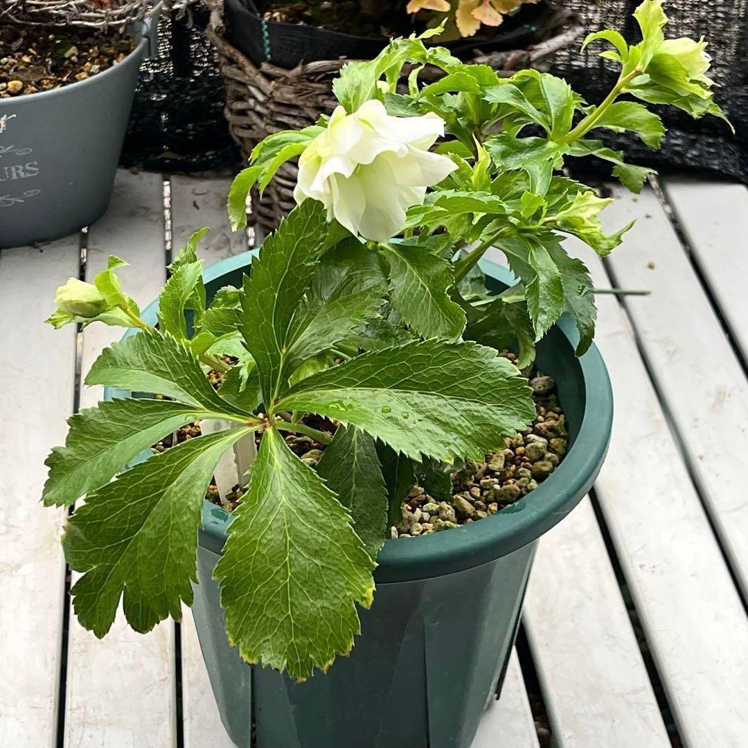 の*ん様 3575☘️超レア☘️⭐️Shall We Dance⭐️若泉ファーム