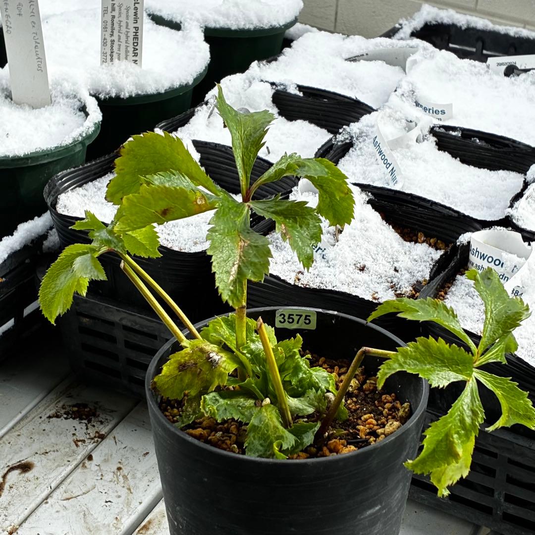 の*ん様 3575☘️超レア☘️⭐️Shall We Dance⭐️若泉ファーム