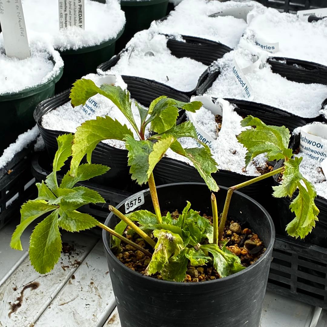 の*ん様 3575☘️超レア☘️⭐️Shall We Dance⭐️若泉ファーム