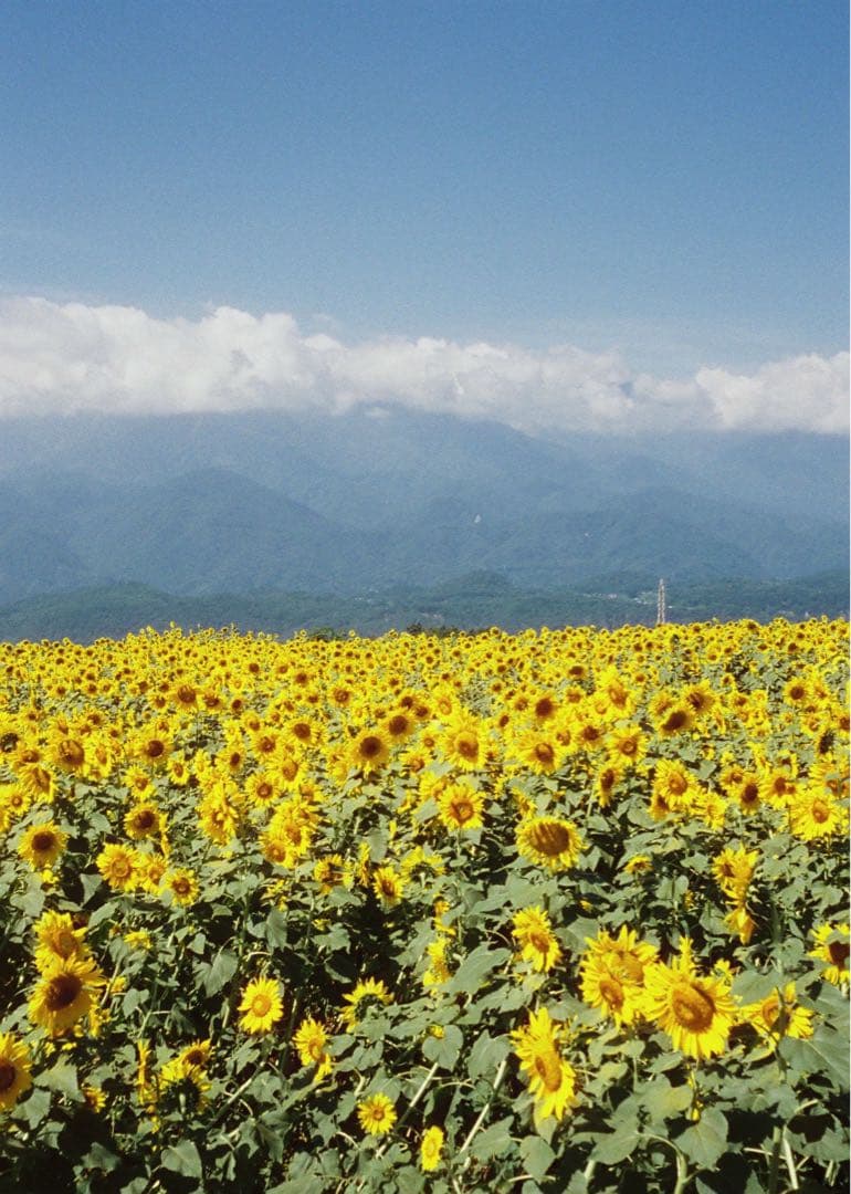 minolta repo ハーフカメラ