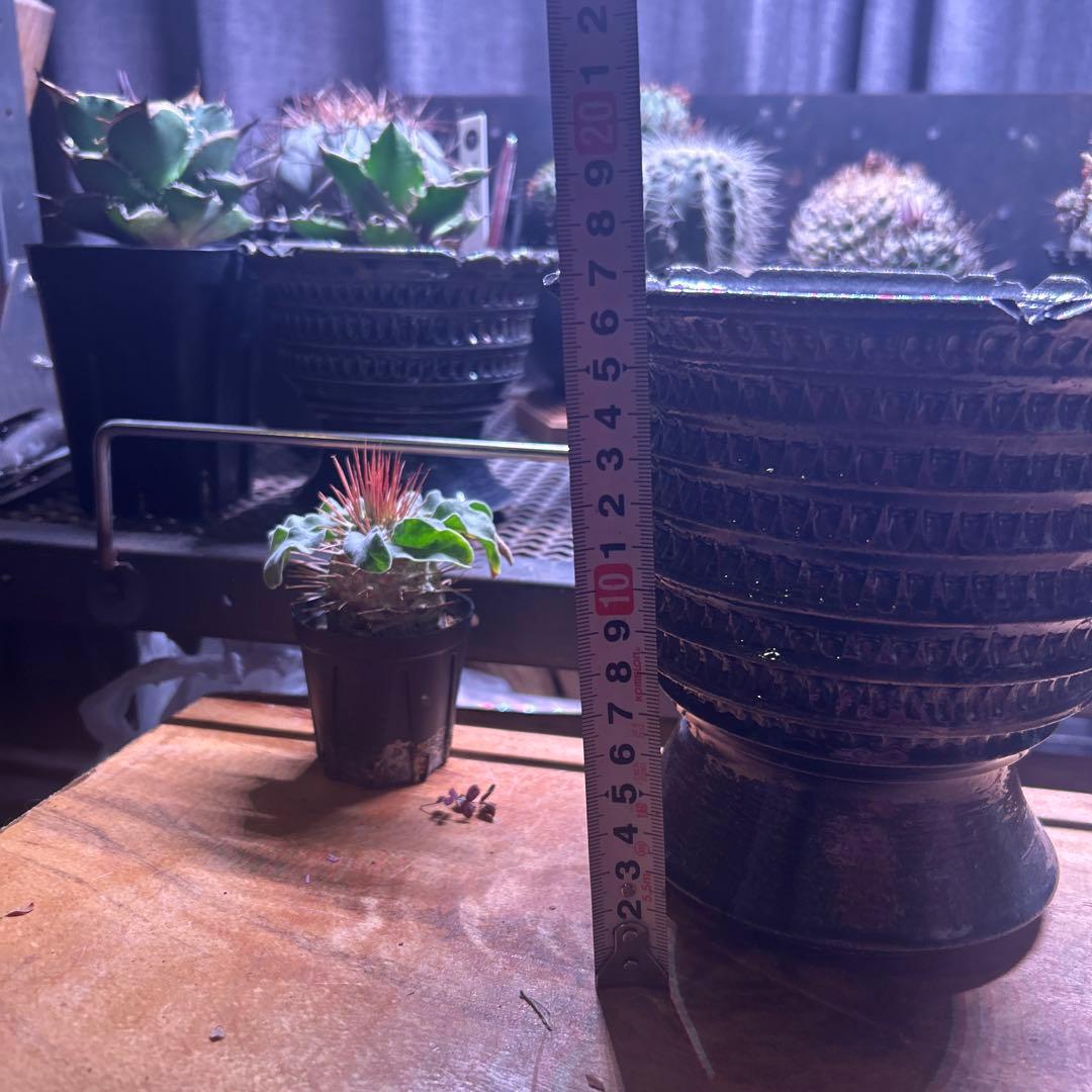 狂鉢　陶器鉢