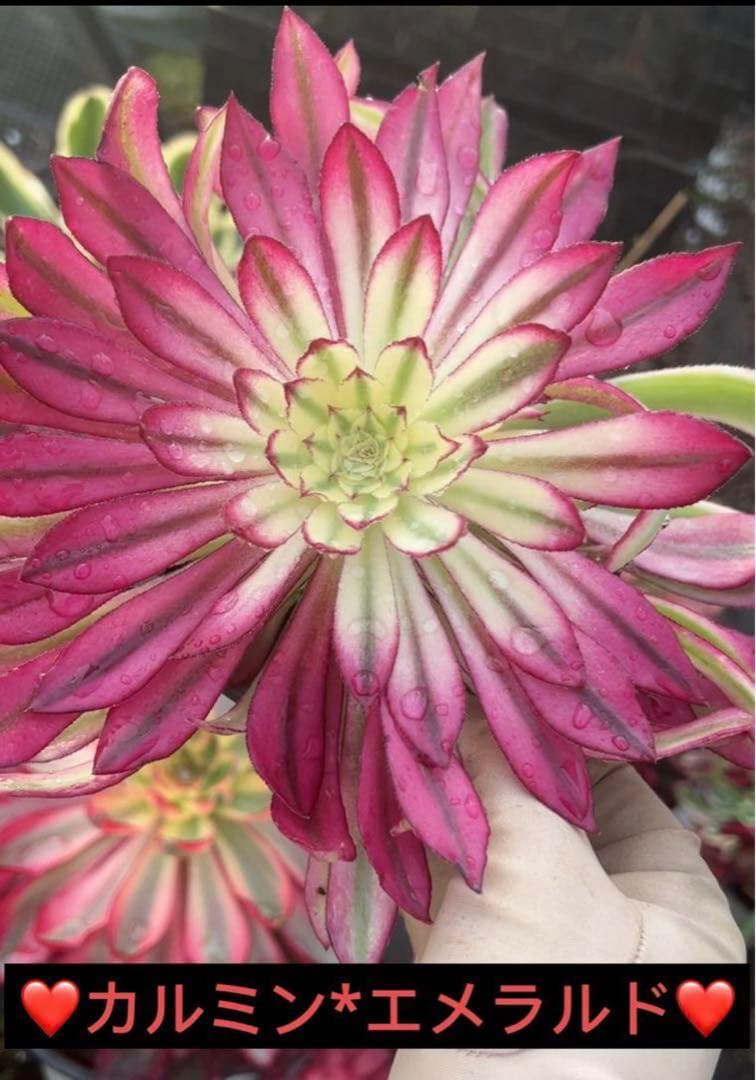 20#多肉植物アエオニウム錦❤️カルミン*エメラルド❤️1大頭8つ子芽22cm拔き苗