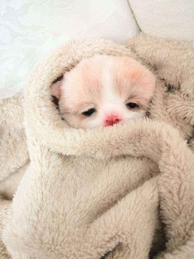 生後10日子猫ちゃん♡オメメ開いたよ♡アートドール♡ぬいぐるみ♡