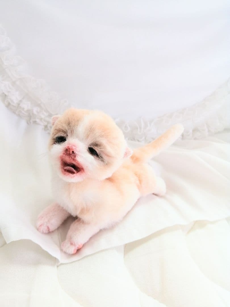 生後10日子猫ちゃん♡オメメ開いたよ♡アートドール♡ぬいぐるみ♡