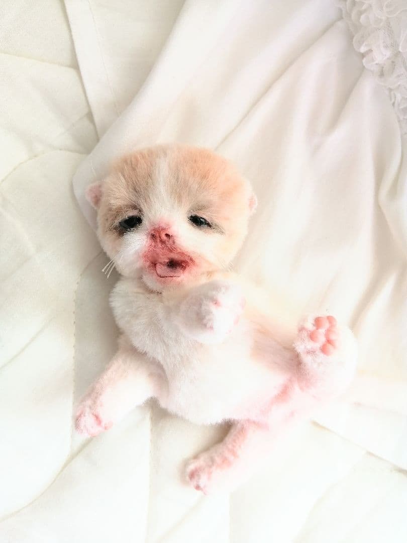 生後10日子猫ちゃん♡オメメ開いたよ♡アートドール♡ぬいぐるみ♡