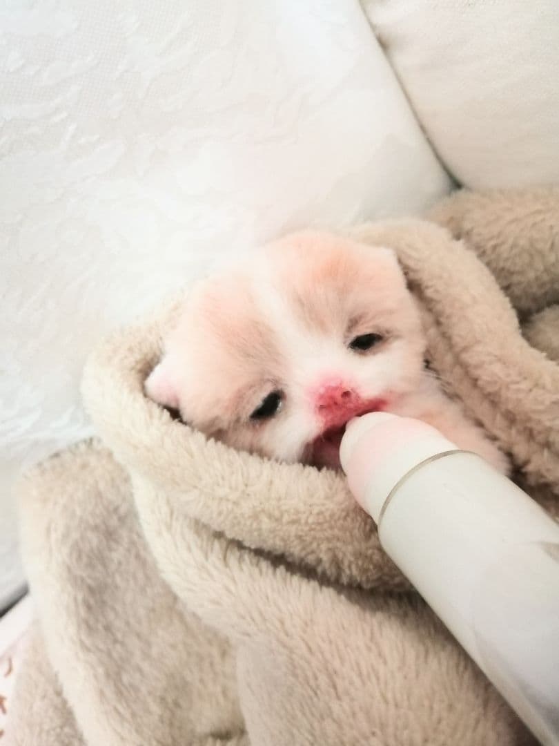 生後10日子猫ちゃん♡オメメ開いたよ♡アートドール♡ぬいぐるみ♡