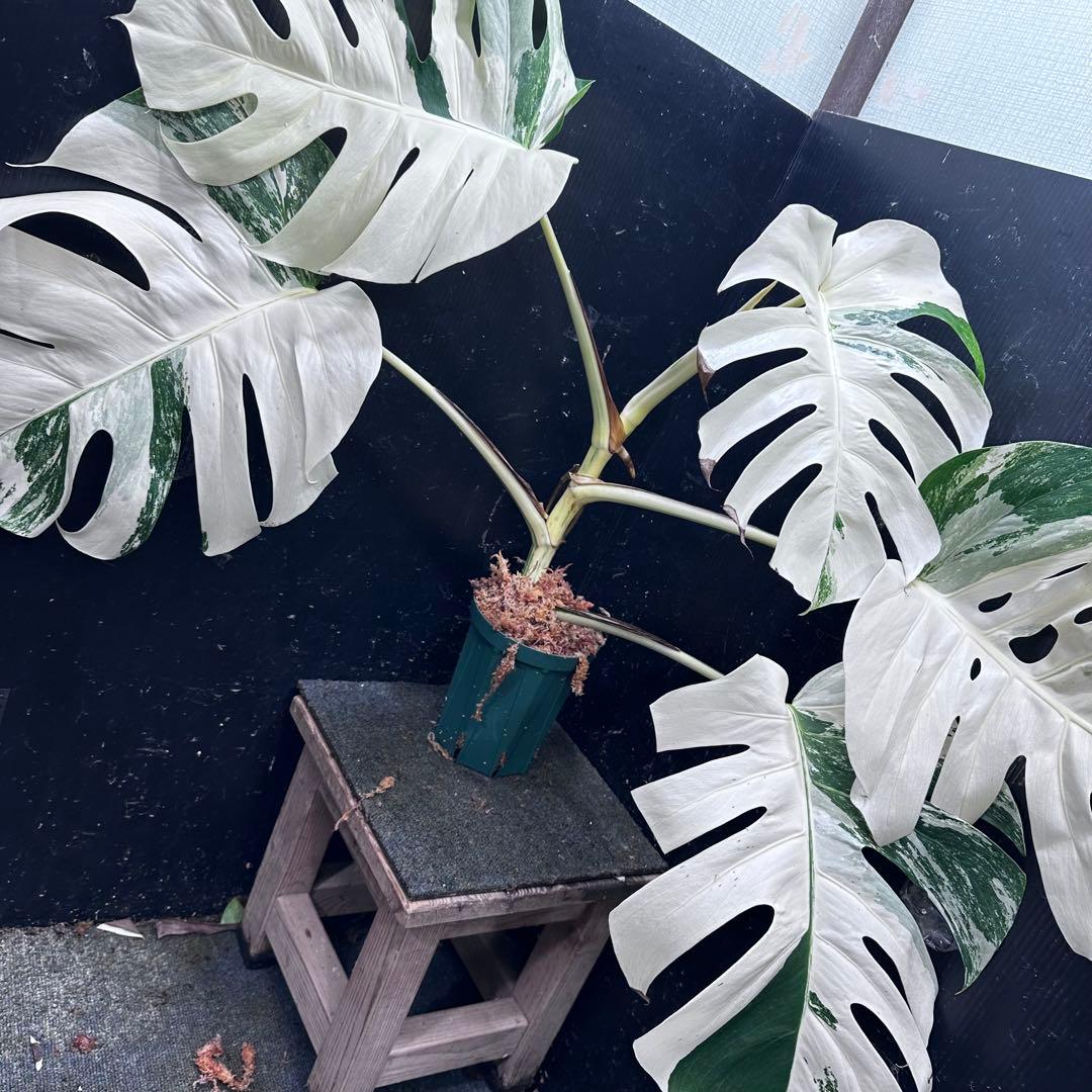 h*i様 斑入りモンステラ ホワイトタイガー極美大株70cm白斑多
