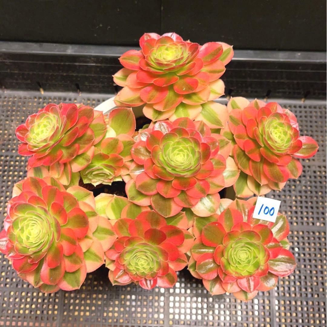 100#多肉植物アエオニウム錦❤️青マンゴー❤️ミルクホワイト錦❤️7頭24cm拔キ苗