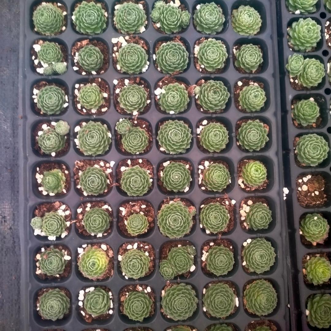 Top【選抜株】多肉植物　23925巻絹 72個　プラグトレー苗