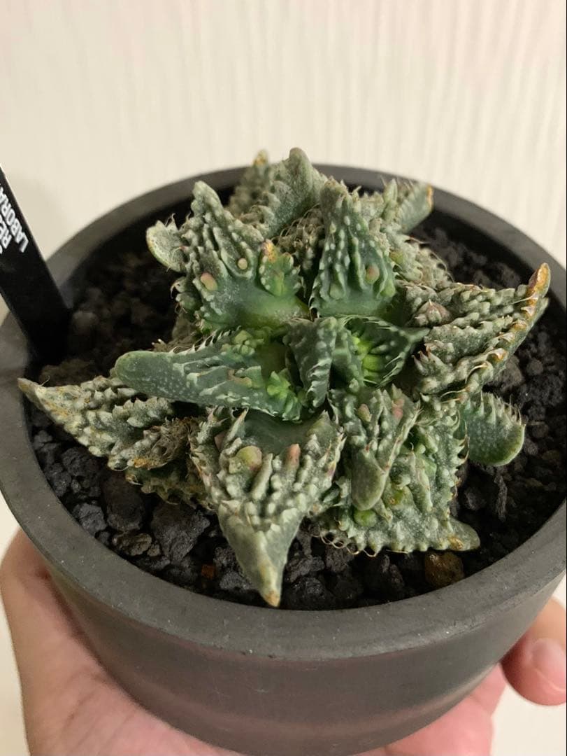 フォーカリア 紅蓮地獄