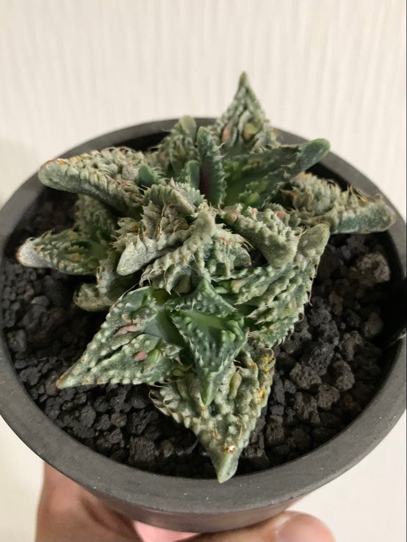 フォーカリア 紅蓮地獄