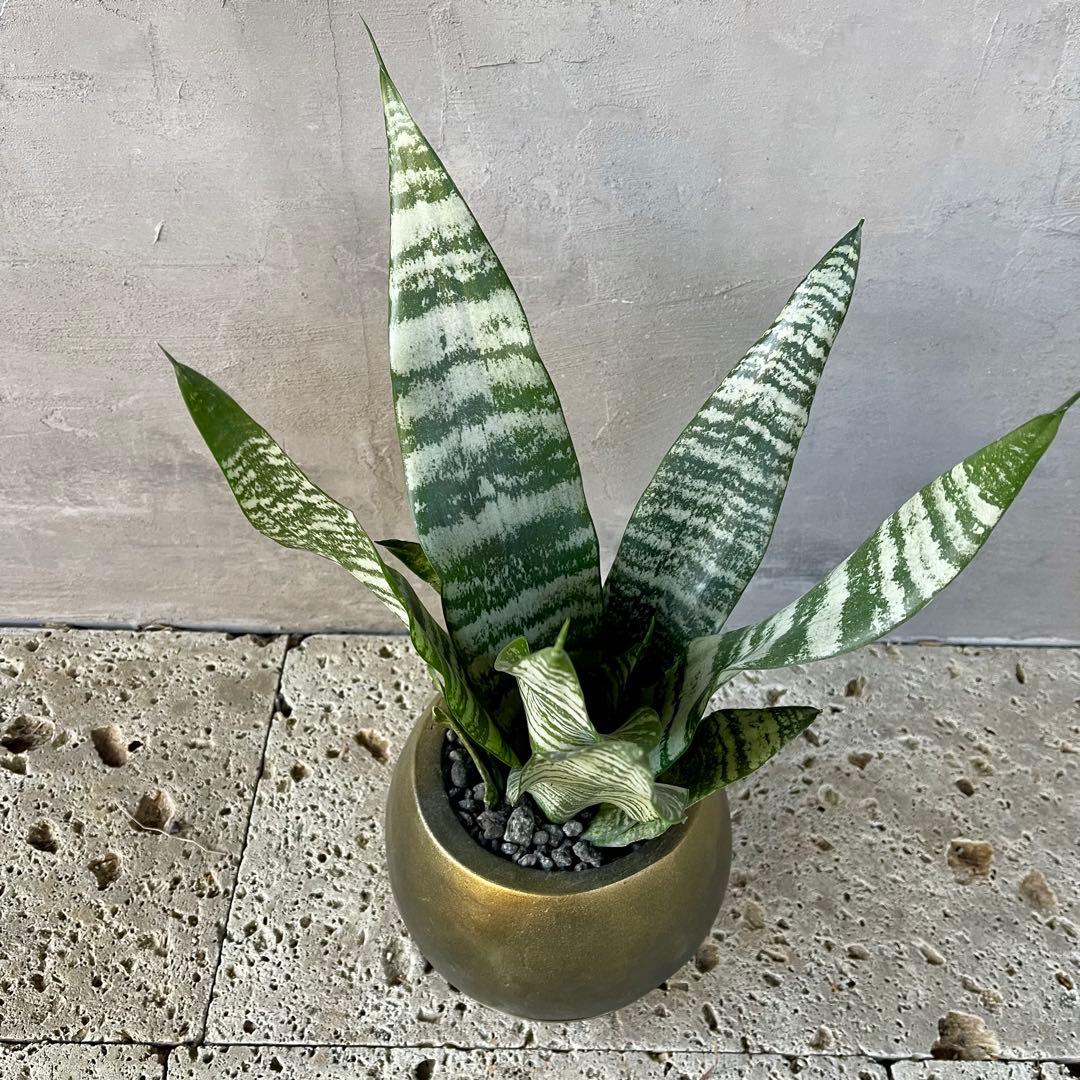 サンスベリア　ゼラニカ　陶器鉢　植え込み発送