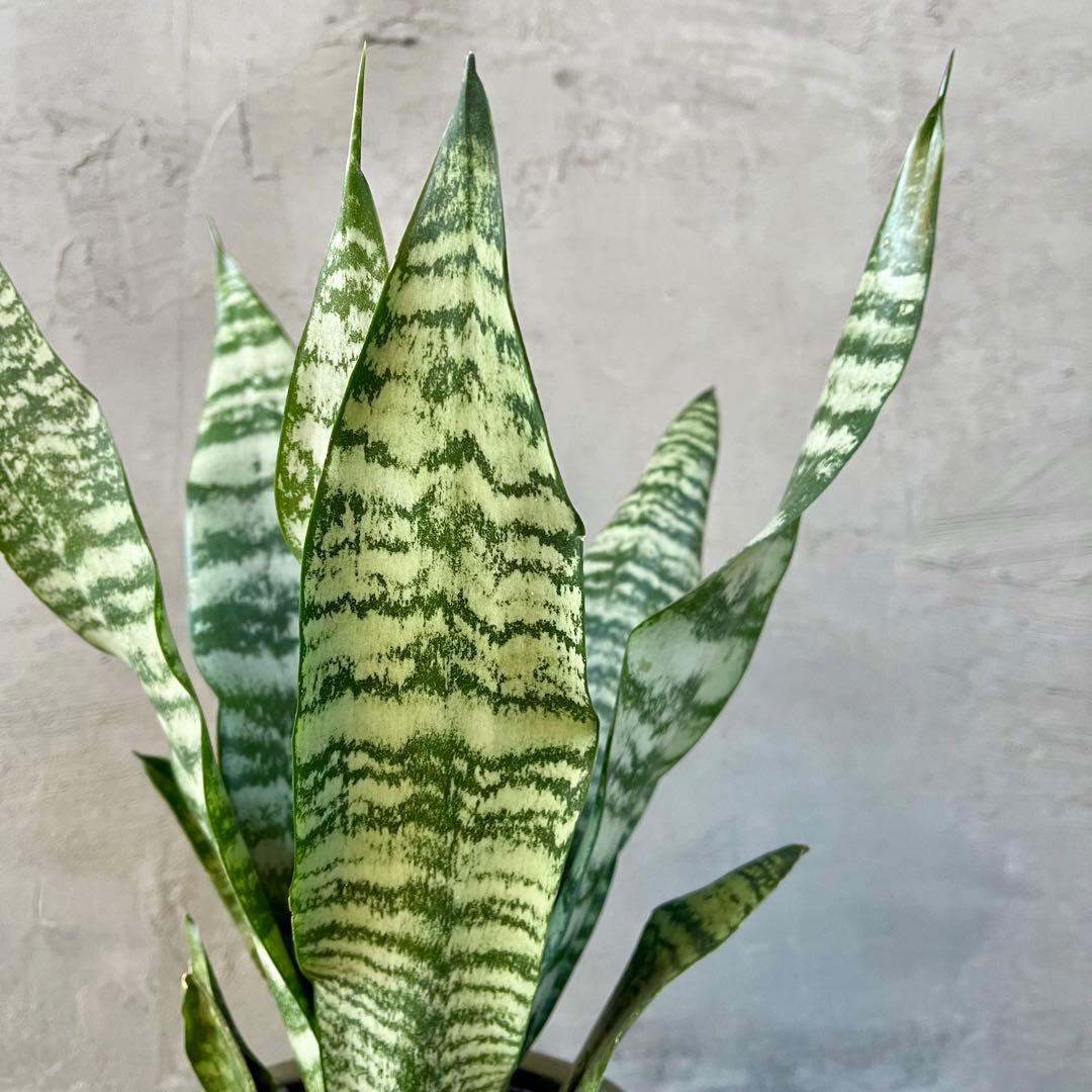 サンスベリア　ゼラニカ　陶器鉢　植え込み発送