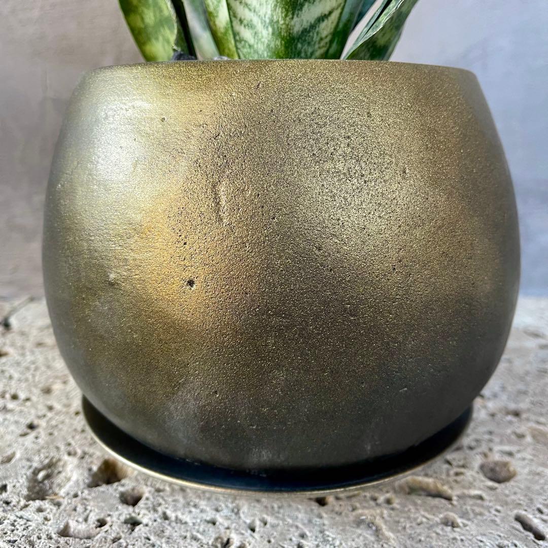 サンスベリア　ゼラニカ　陶器鉢　植え込み発送