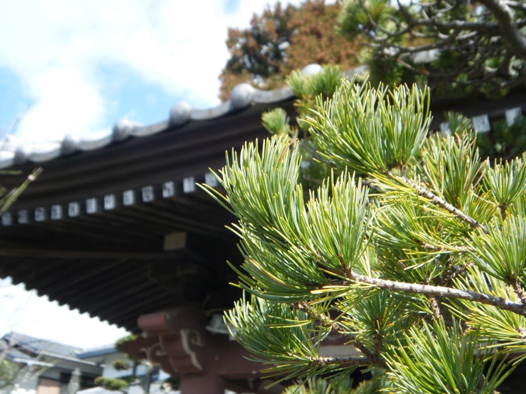 実写美⭕️【動作確認済み】FUJIFILM FinePix Z33WP