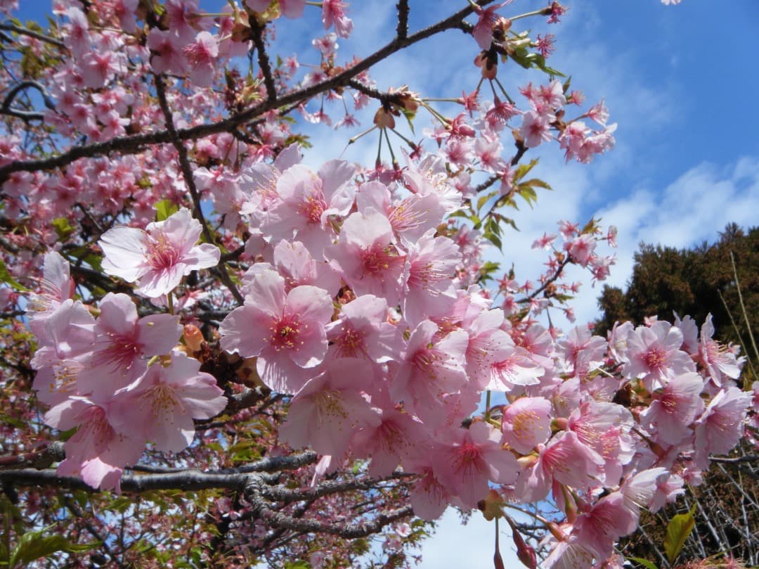 実写美⭕️【動作確認済み】FUJIFILM FinePix Z33WP