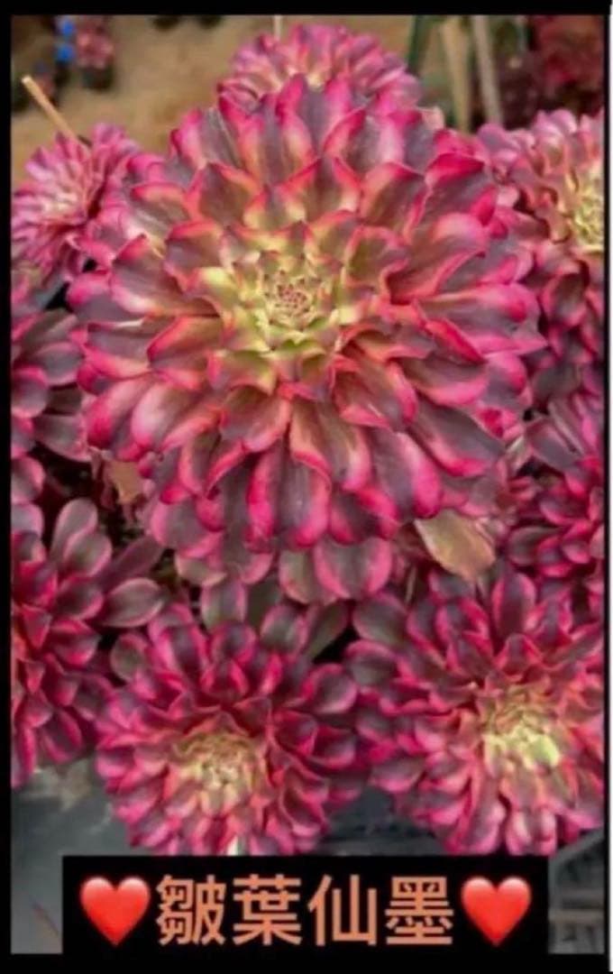 82#多肉植物アエオニウム錦❤️ 皺葉仙墨 ❤️1大頭5小頭14cm 鉢土付き出荷