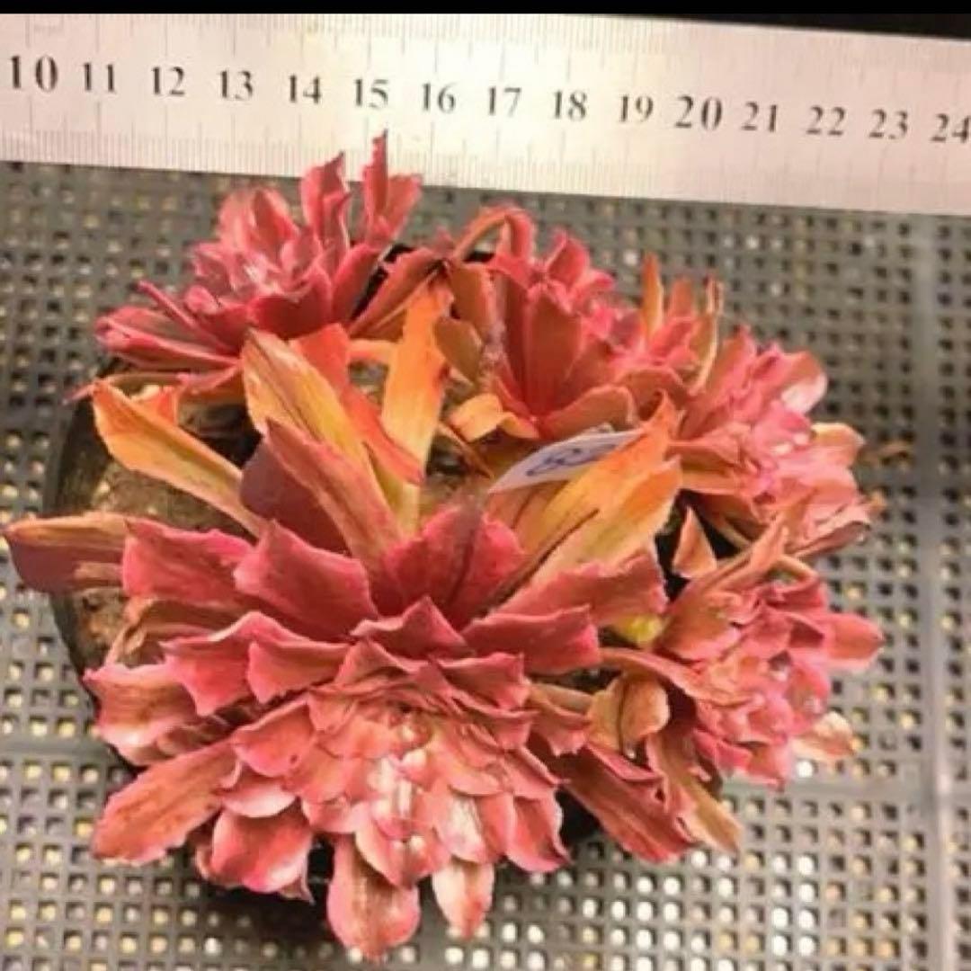 82#多肉植物アエオニウム錦❤️ 皺葉仙墨 ❤️1大頭5小頭14cm 鉢土付き出荷