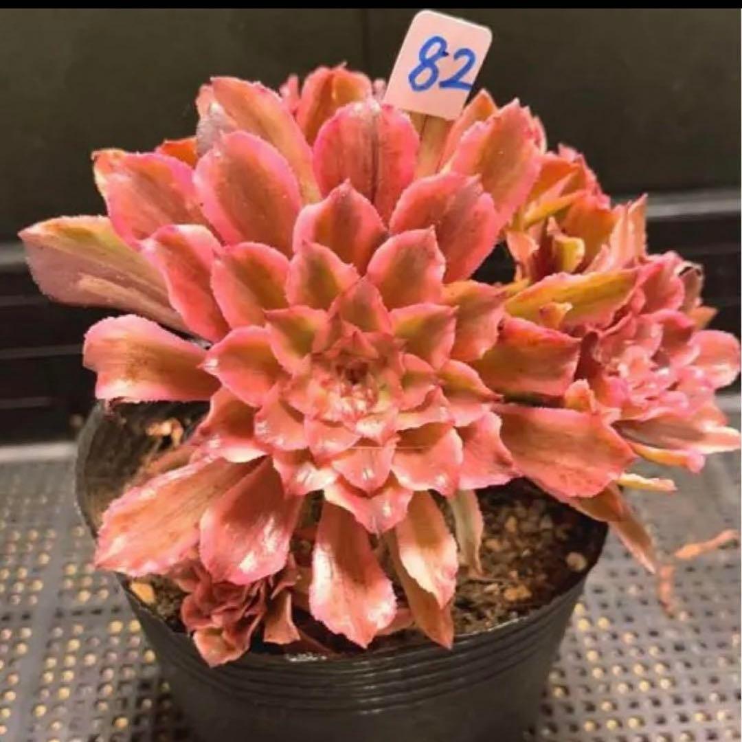 82#多肉植物アエオニウム錦❤️ 皺葉仙墨 ❤️1大頭5小頭14cm 鉢土付き出荷
