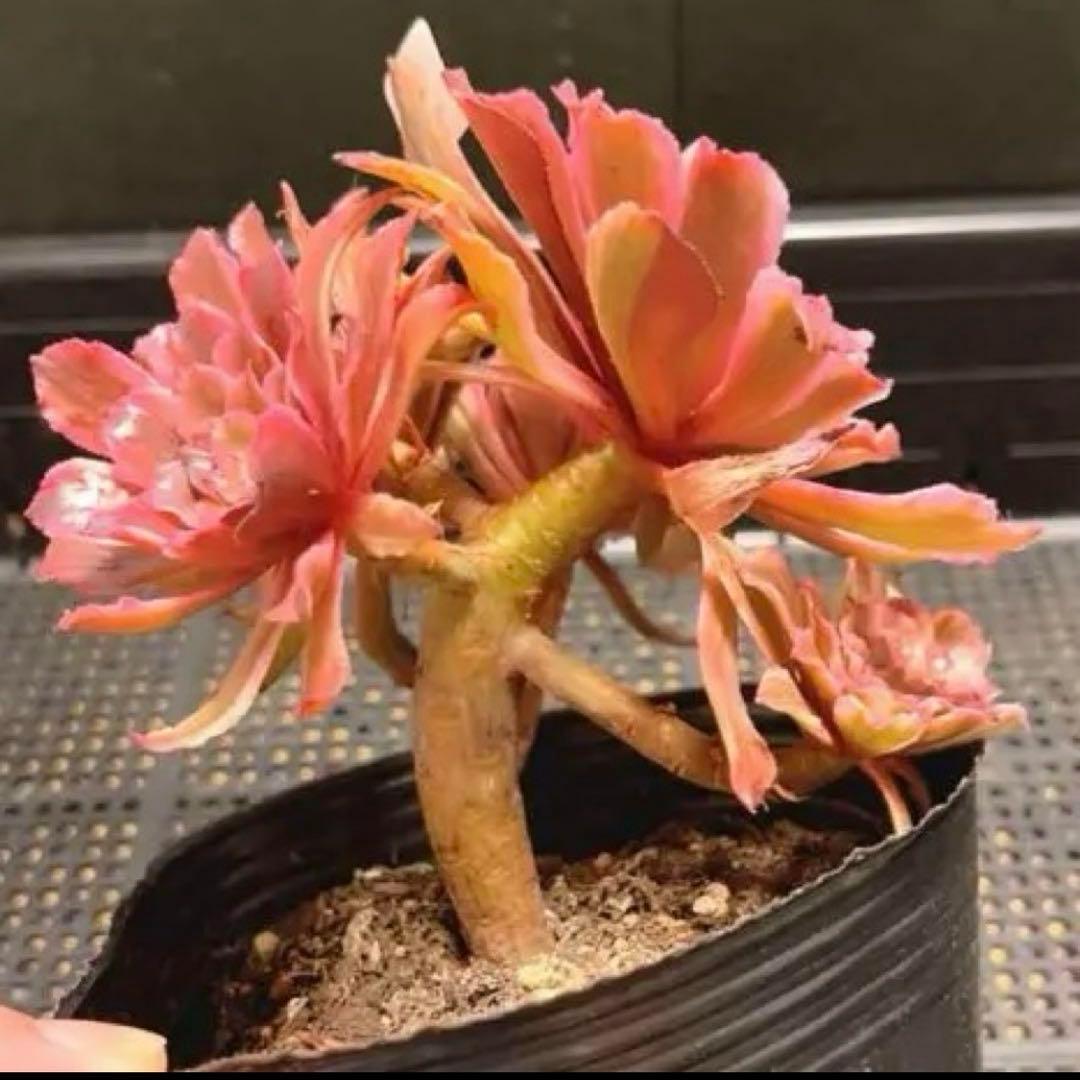 82#多肉植物アエオニウム錦❤️ 皺葉仙墨 ❤️1大頭5小頭14cm 鉢土付き出荷