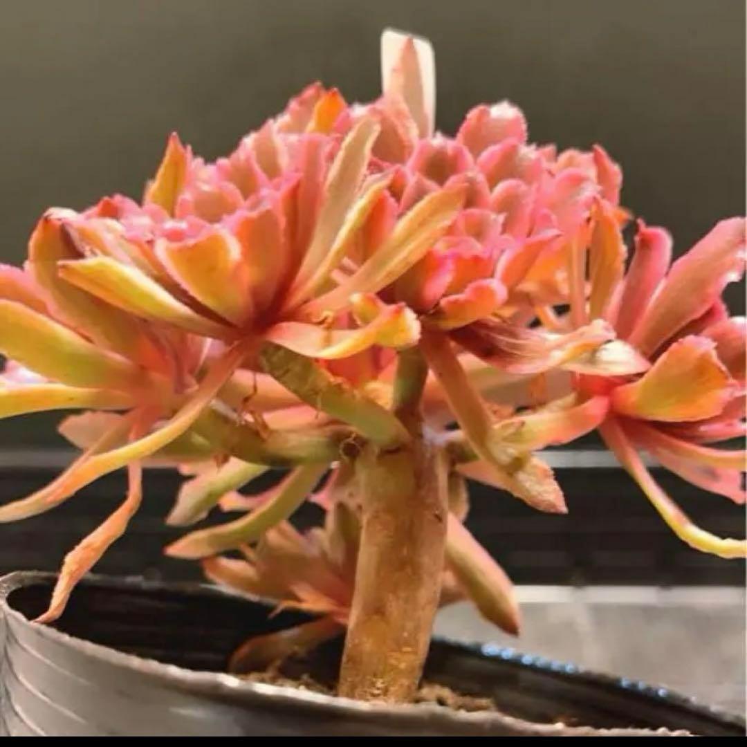 82#多肉植物アエオニウム錦❤️ 皺葉仙墨 ❤️1大頭5小頭14cm 鉢土付き出荷