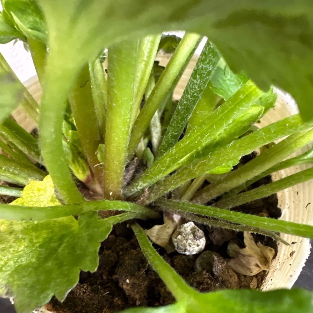 ぱるる最終特価‼️♡ラナンキュラスアウラ＆アラジン他計4点セット♡メルカリ便